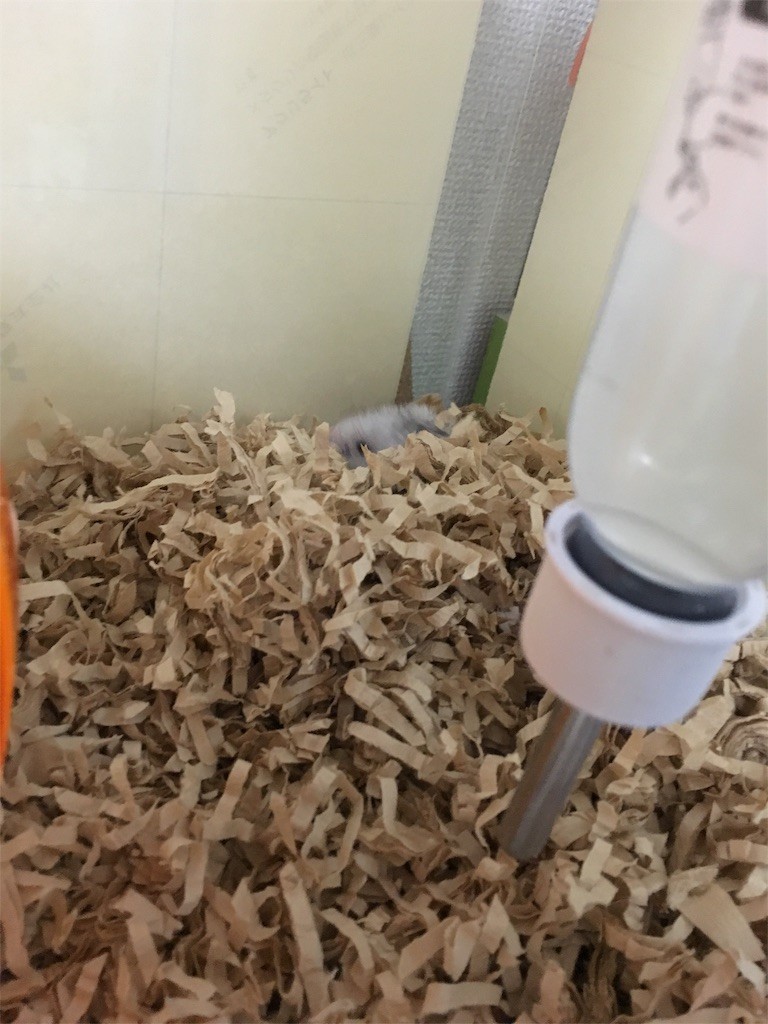 f:id:akie1000:20160930222622j:image