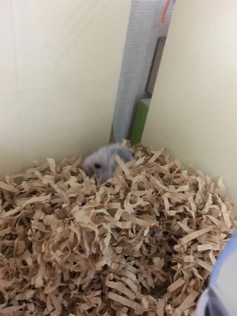 f:id:akie1000:20160930222640j:image