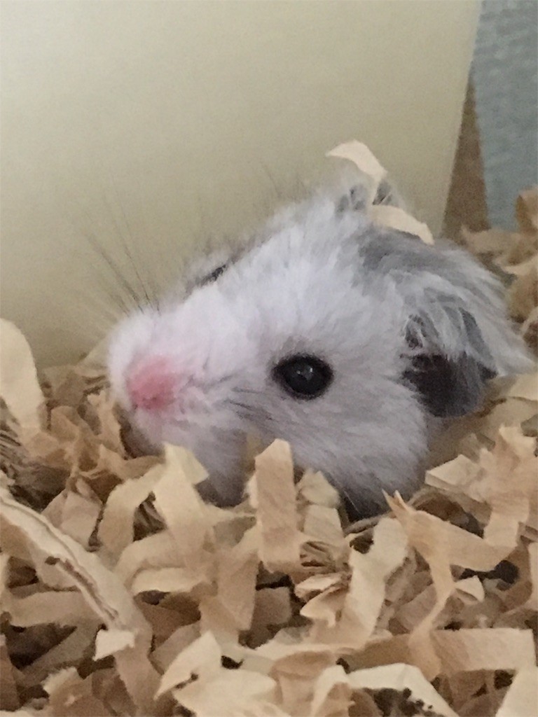 f:id:akie1000:20160930222658j:image