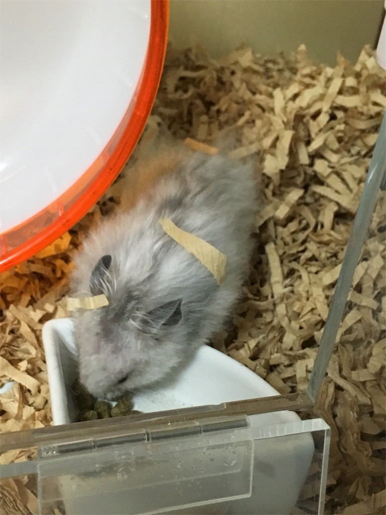 f:id:akie1000:20160930222715j:image