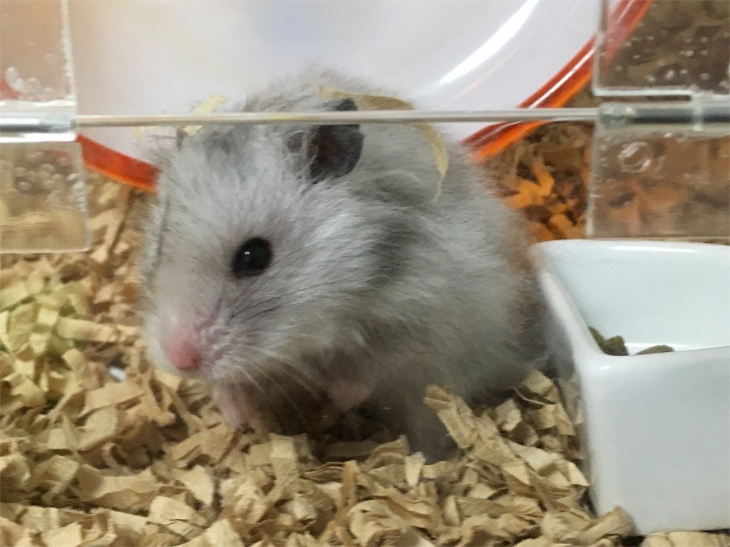 f:id:akie1000:20160930222733j:image