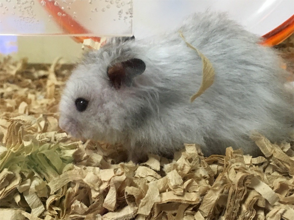 f:id:akie1000:20160930222752j:image