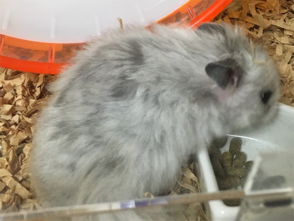 f:id:akie1000:20160930222808j:image