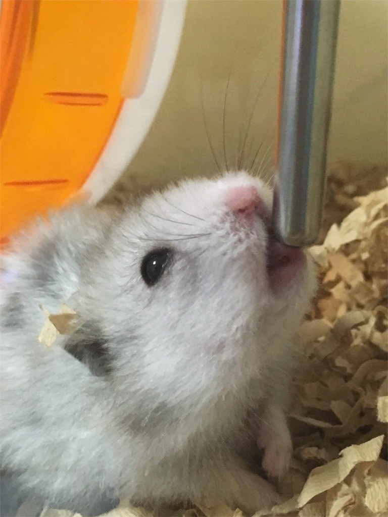 f:id:akie1000:20160930222823j:image