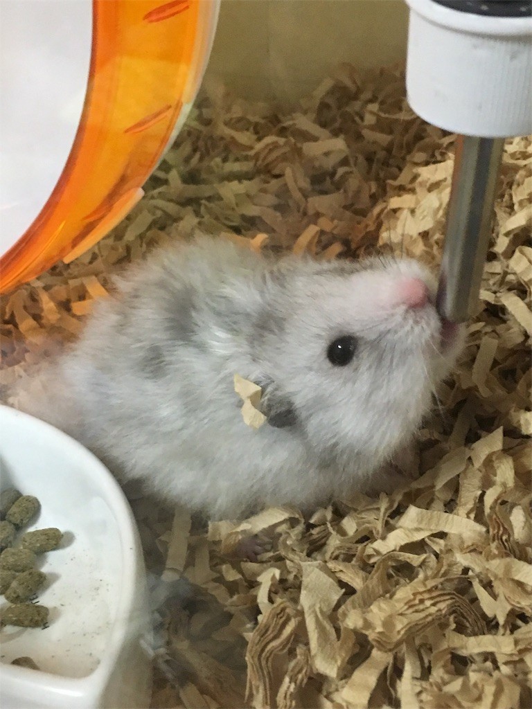 f:id:akie1000:20160930222836j:image