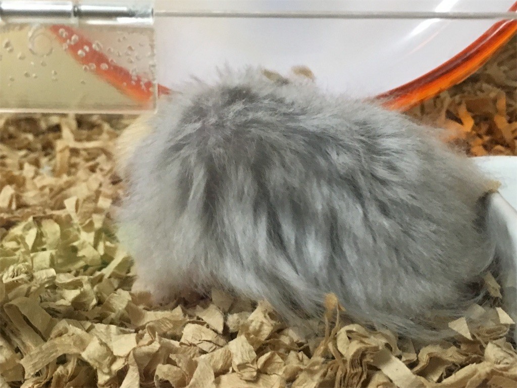 f:id:akie1000:20160930222852j:image