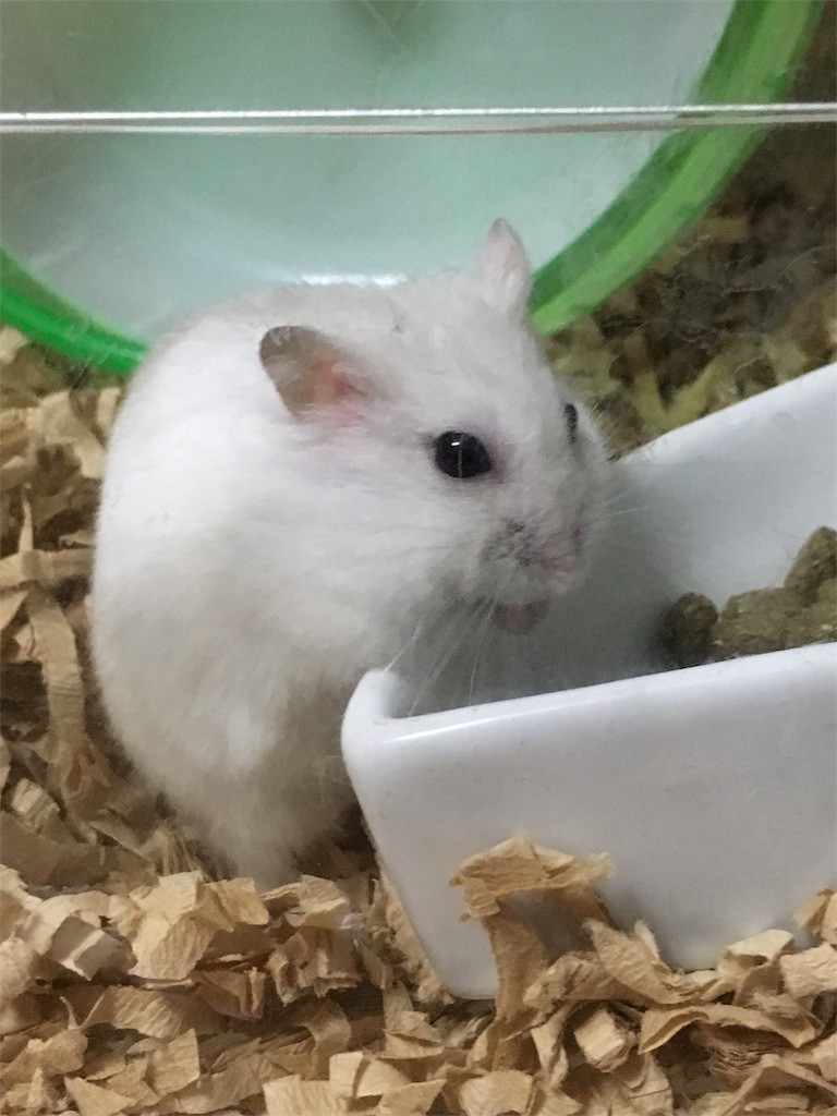 f:id:akie1000:20160930223053j:image