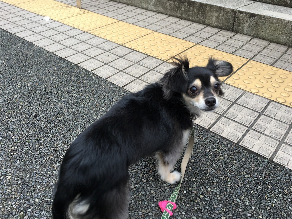 f:id:akie1000:20161002075304j:image