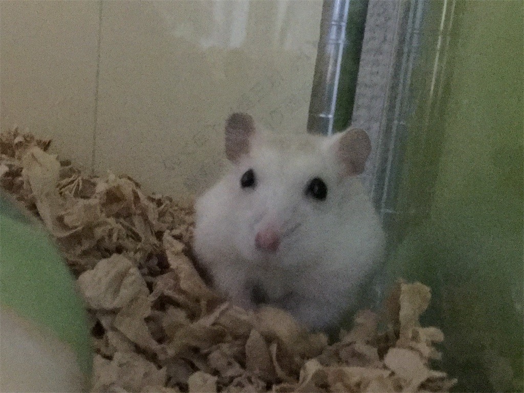 f:id:akie1000:20161013003122j:image