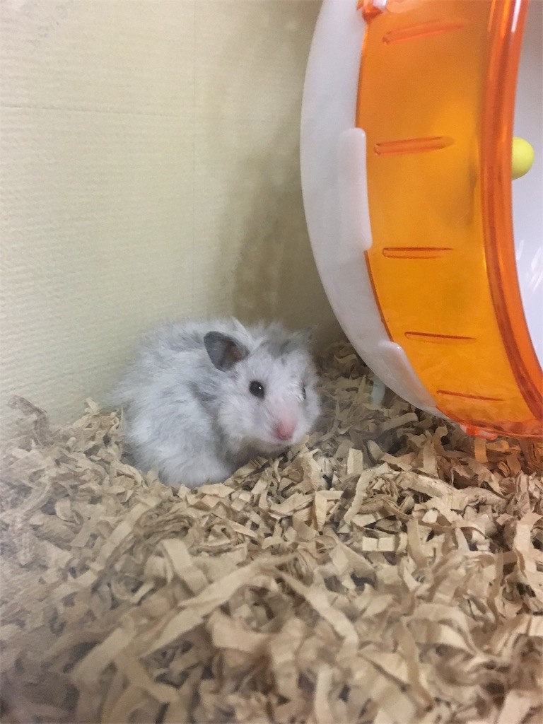 f:id:akie1000:20161030002448j:image