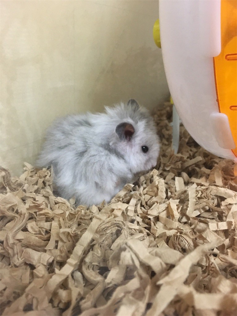 f:id:akie1000:20161030002512j:image