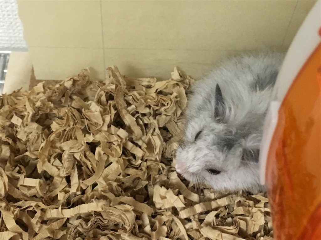 f:id:akie1000:20161030002614j:image