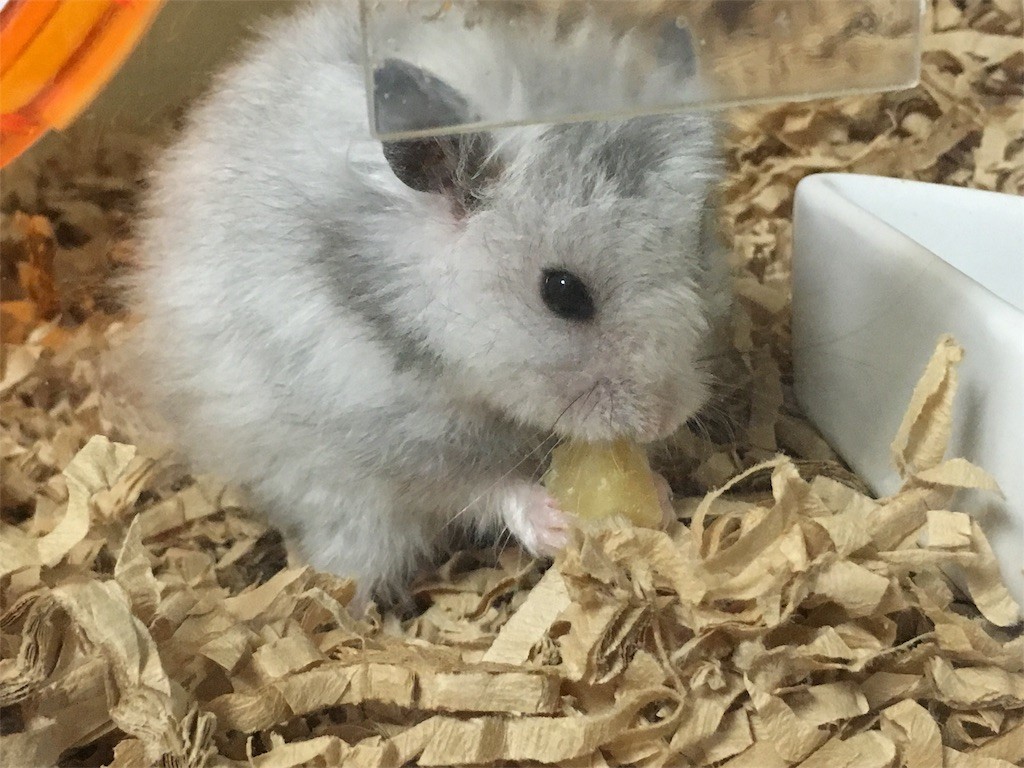 f:id:akie1000:20161030002720j:image