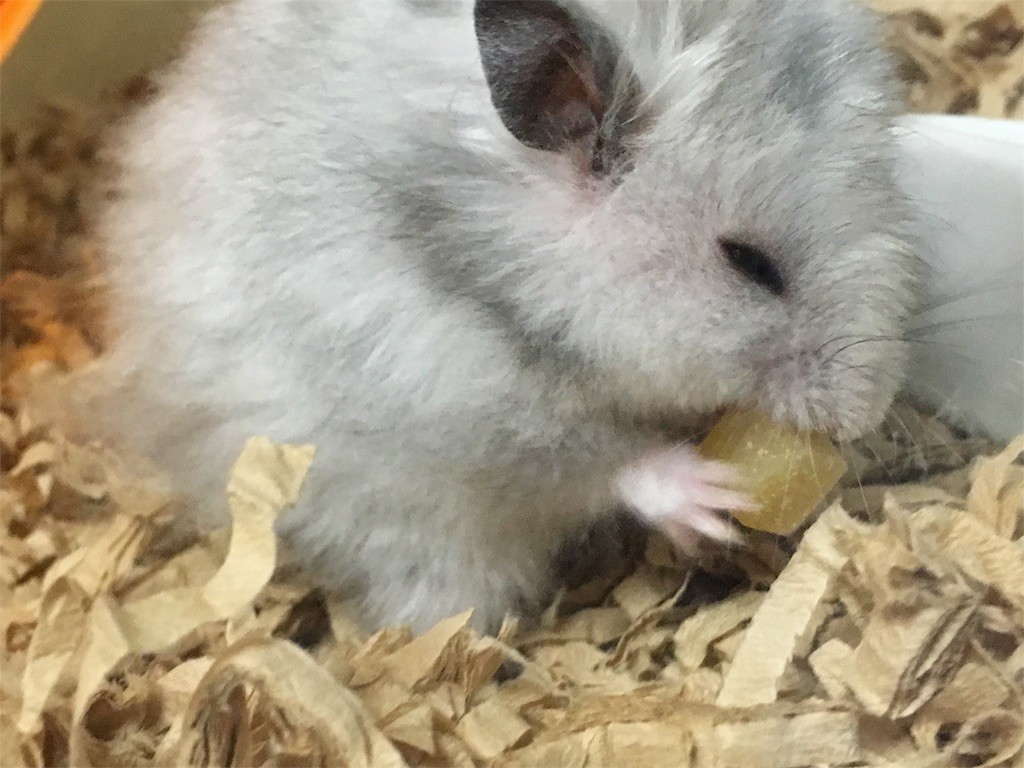 f:id:akie1000:20161030002737j:image