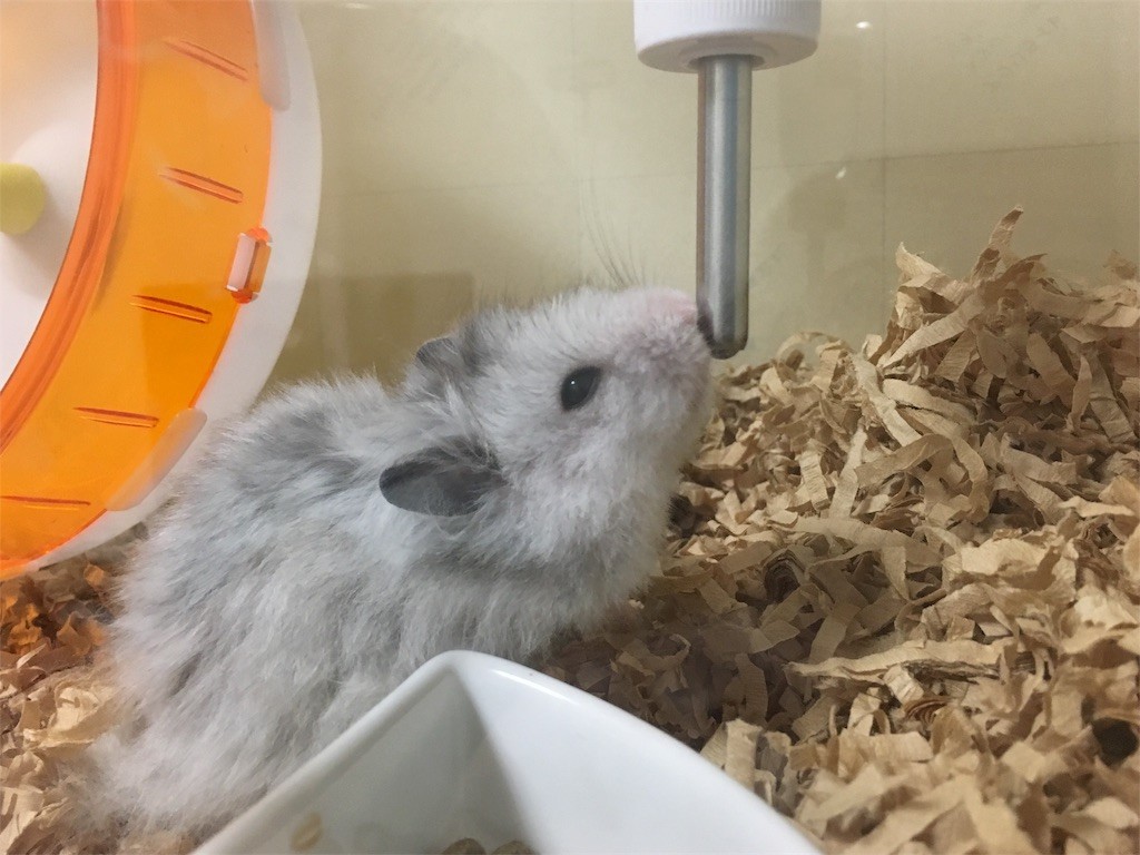 f:id:akie1000:20161030002751j:image