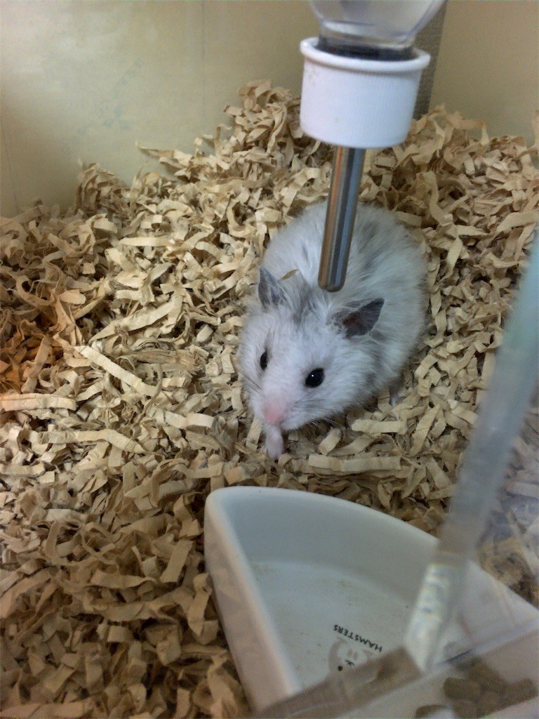 f:id:akie1000:20161030003446j:image