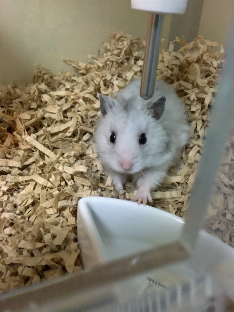 f:id:akie1000:20161030003453j:image