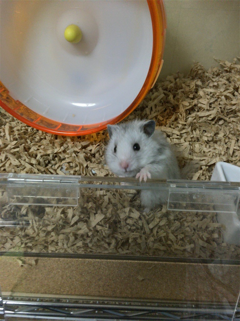 f:id:akie1000:20161030003507j:image