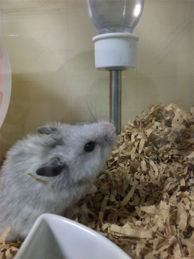 f:id:akie1000:20161030003515j:image