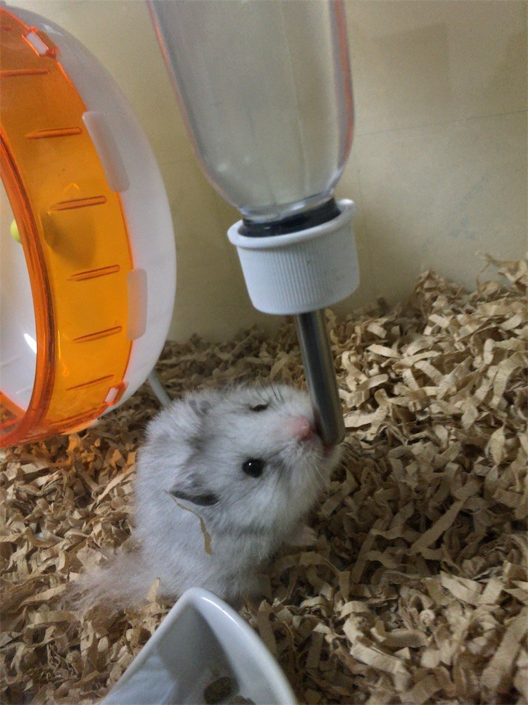 f:id:akie1000:20161030003529j:image