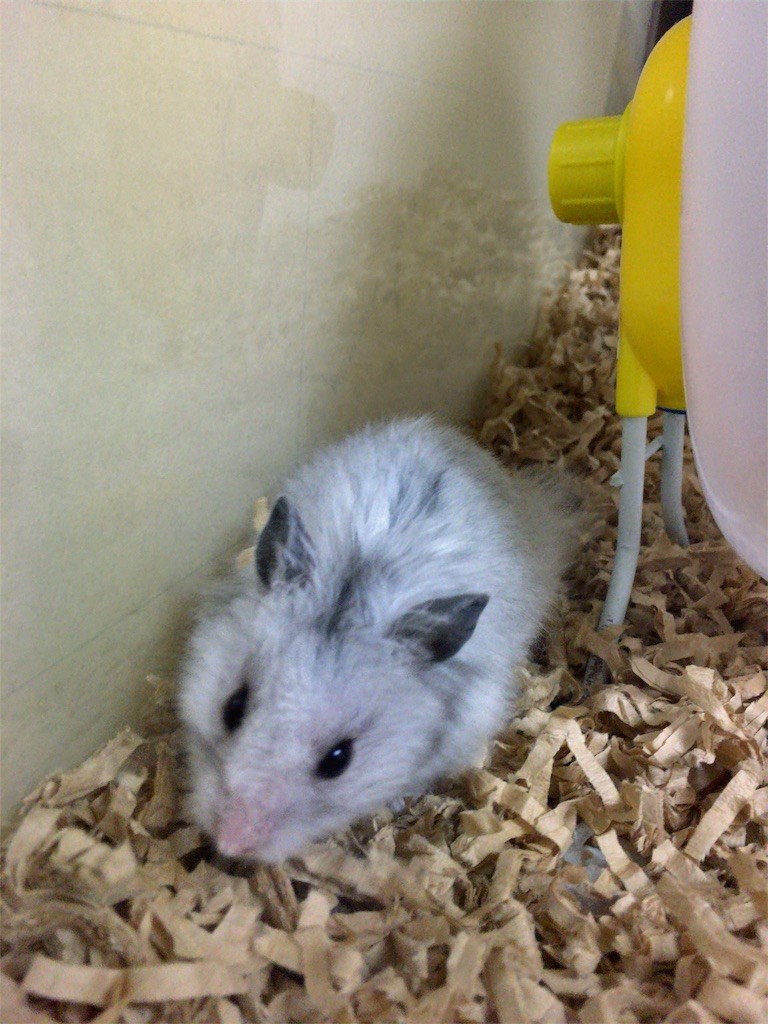 f:id:akie1000:20161030003537j:image