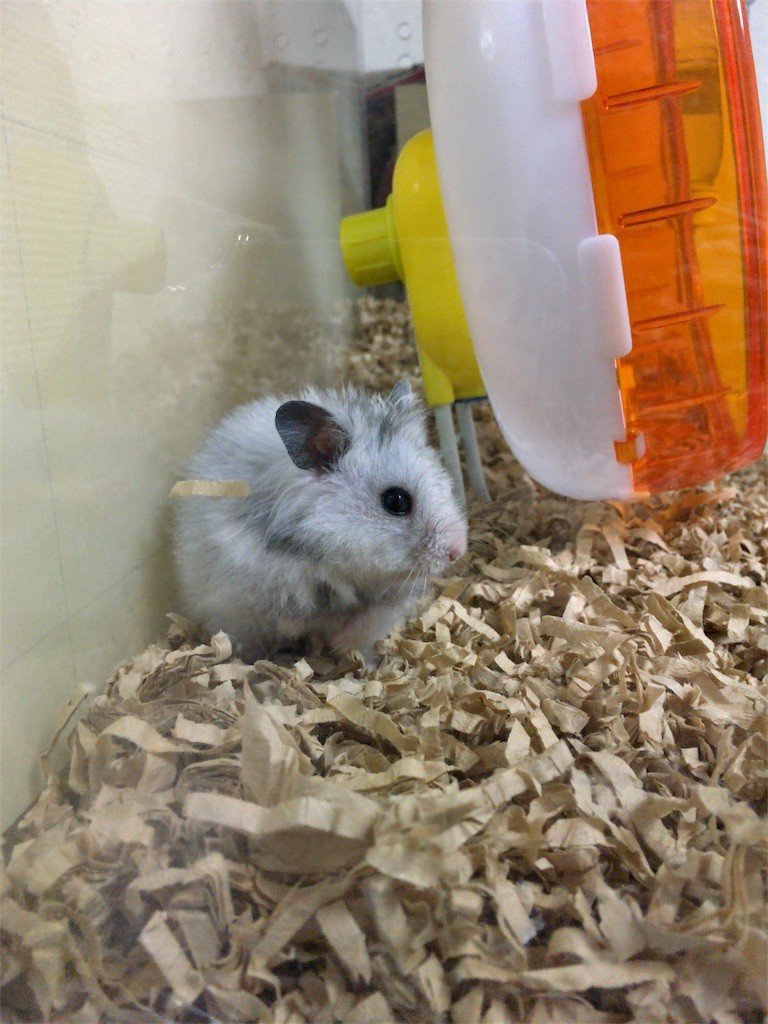 f:id:akie1000:20161030003556j:image