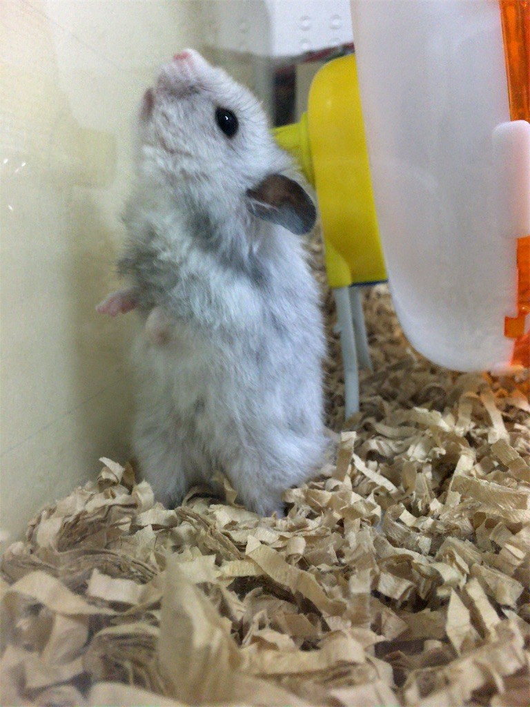 f:id:akie1000:20161030003610j:image