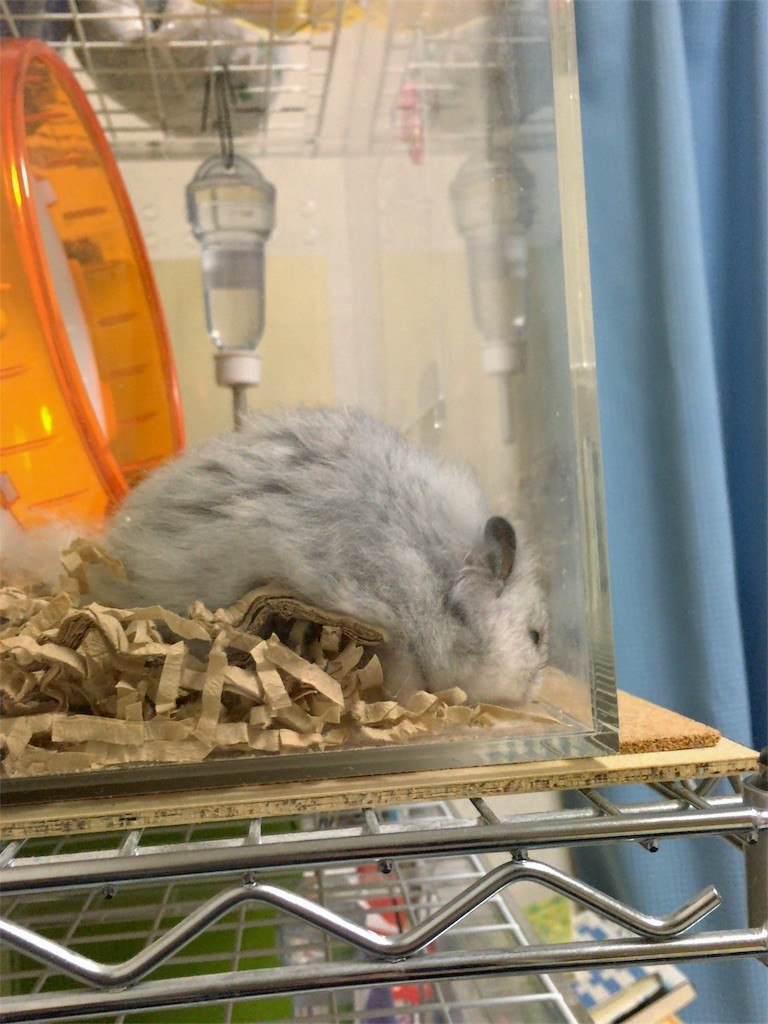 f:id:akie1000:20161030003629j:image