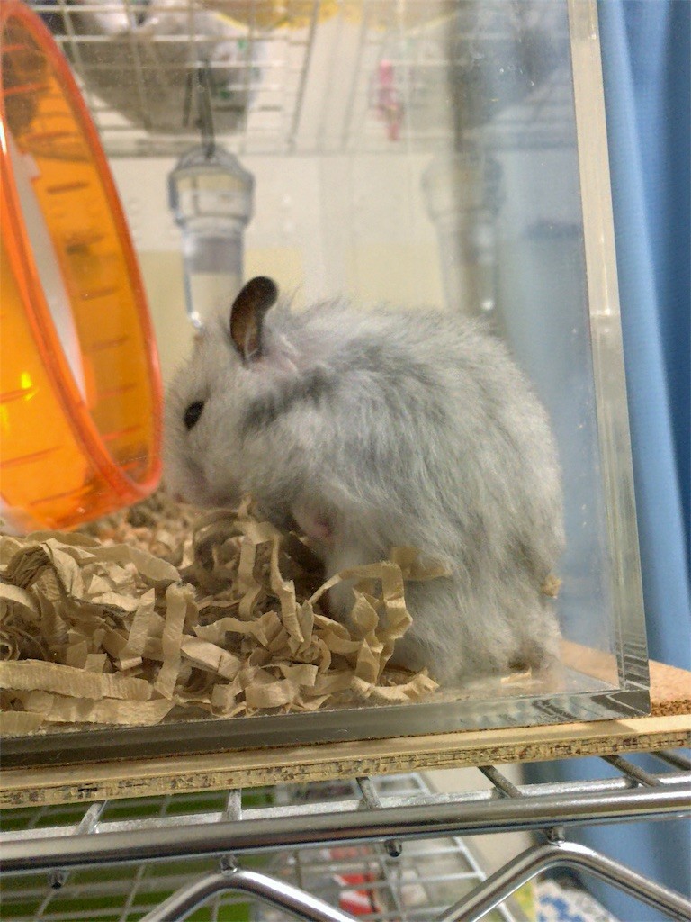 f:id:akie1000:20161030003705j:image