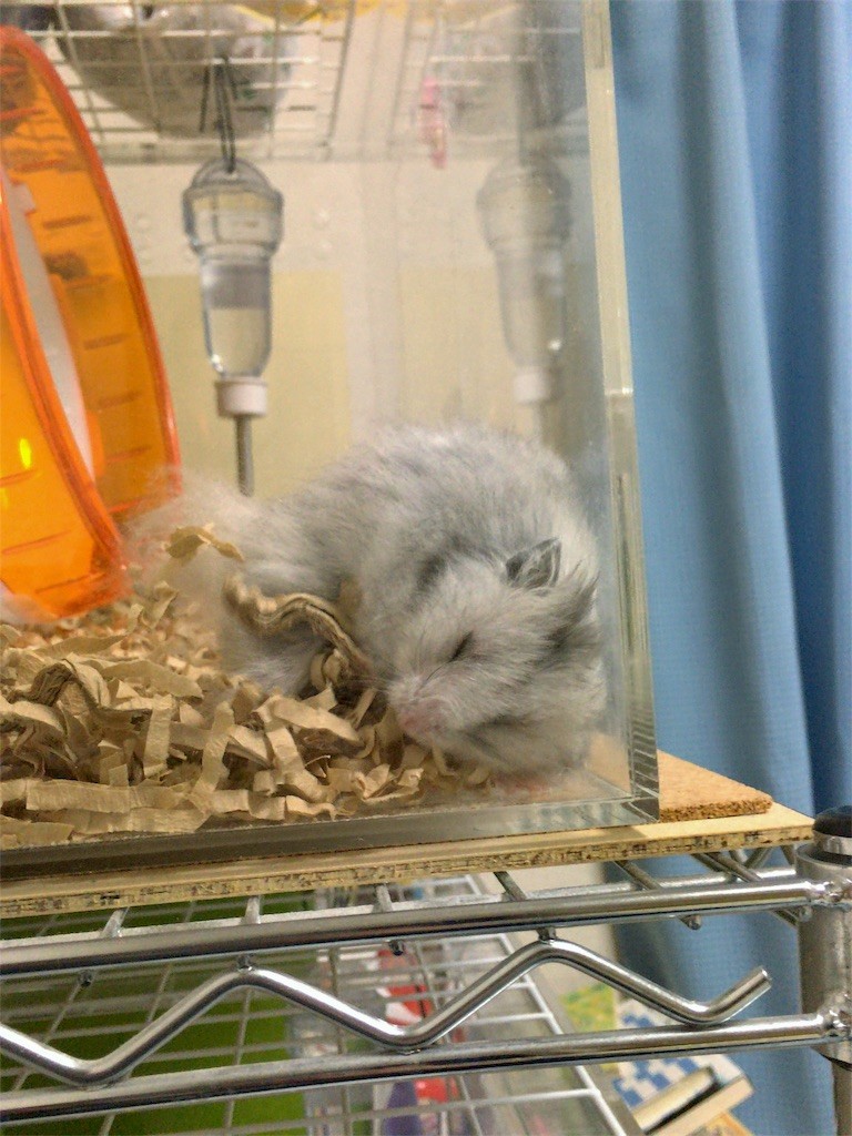 f:id:akie1000:20161030003736j:image