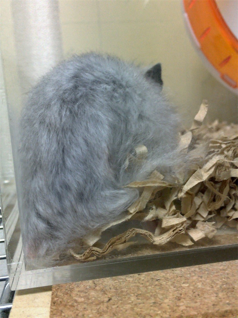 f:id:akie1000:20161030003818j:image