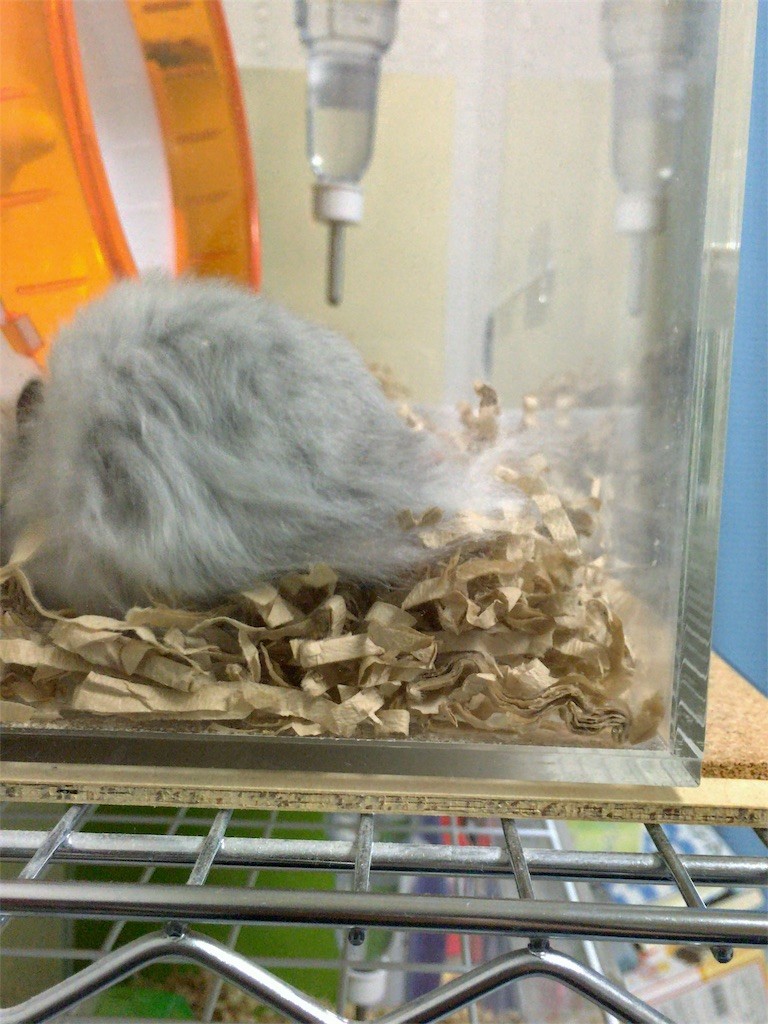 f:id:akie1000:20161030003838j:image