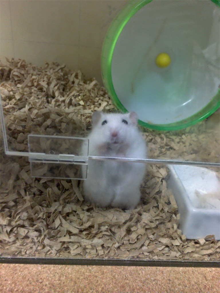 f:id:akie1000:20161030004027j:image