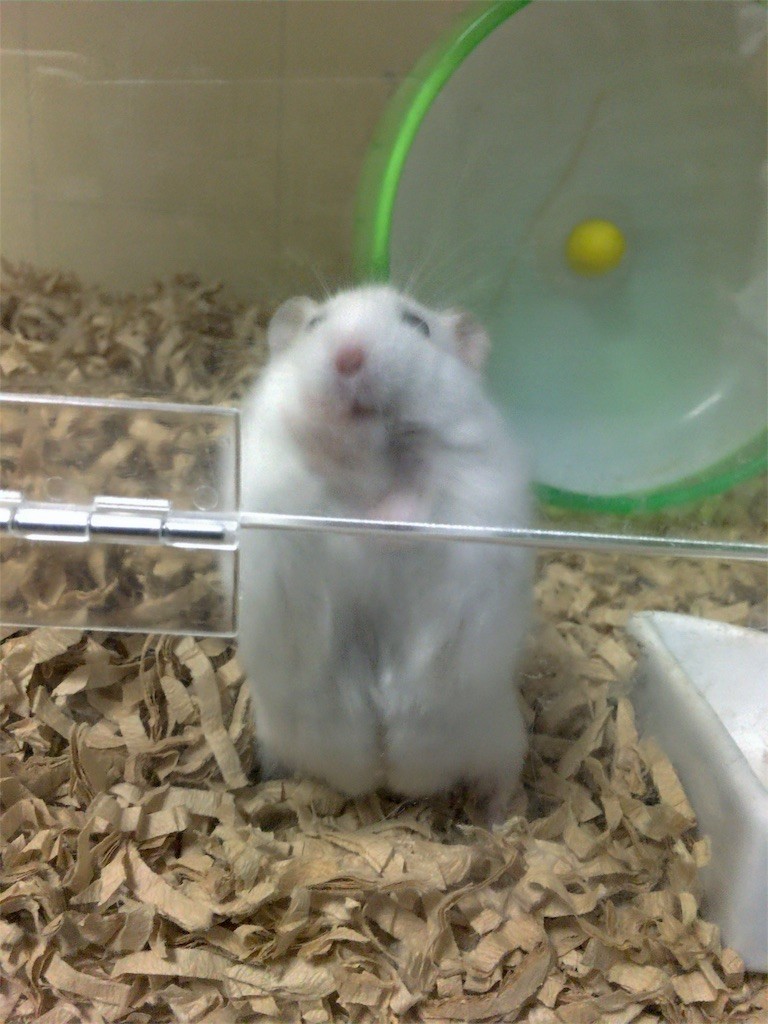 f:id:akie1000:20161030004046j:image