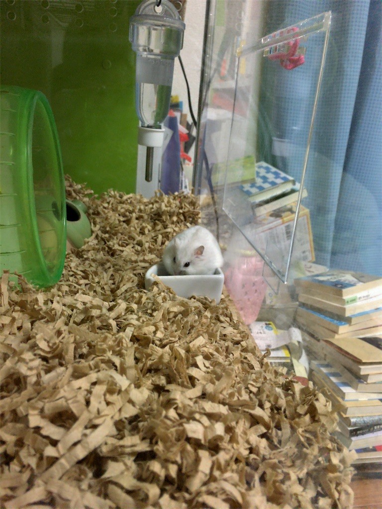 f:id:akie1000:20161030004129j:image