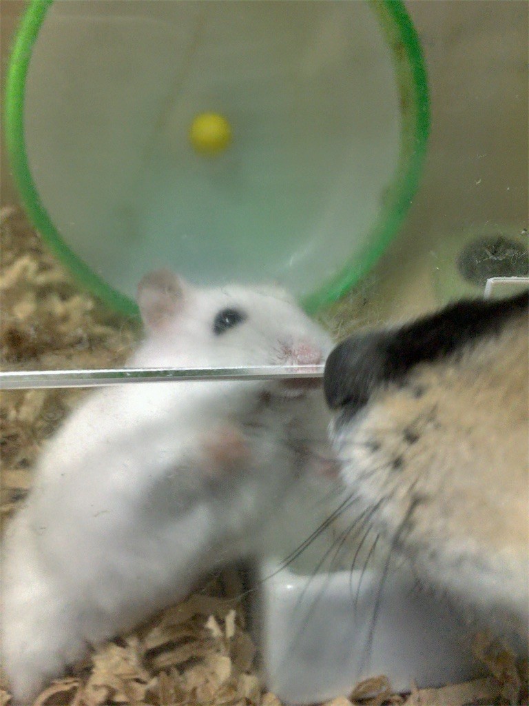 f:id:akie1000:20161030004245j:image