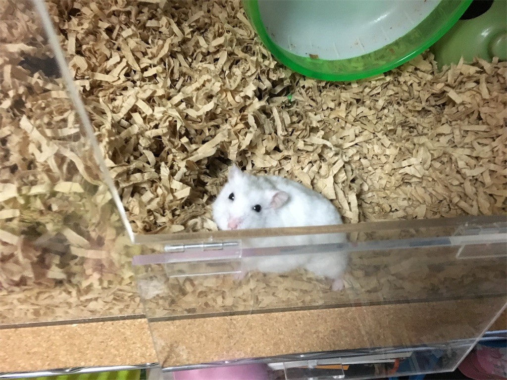 f:id:akie1000:20161113005052j:image