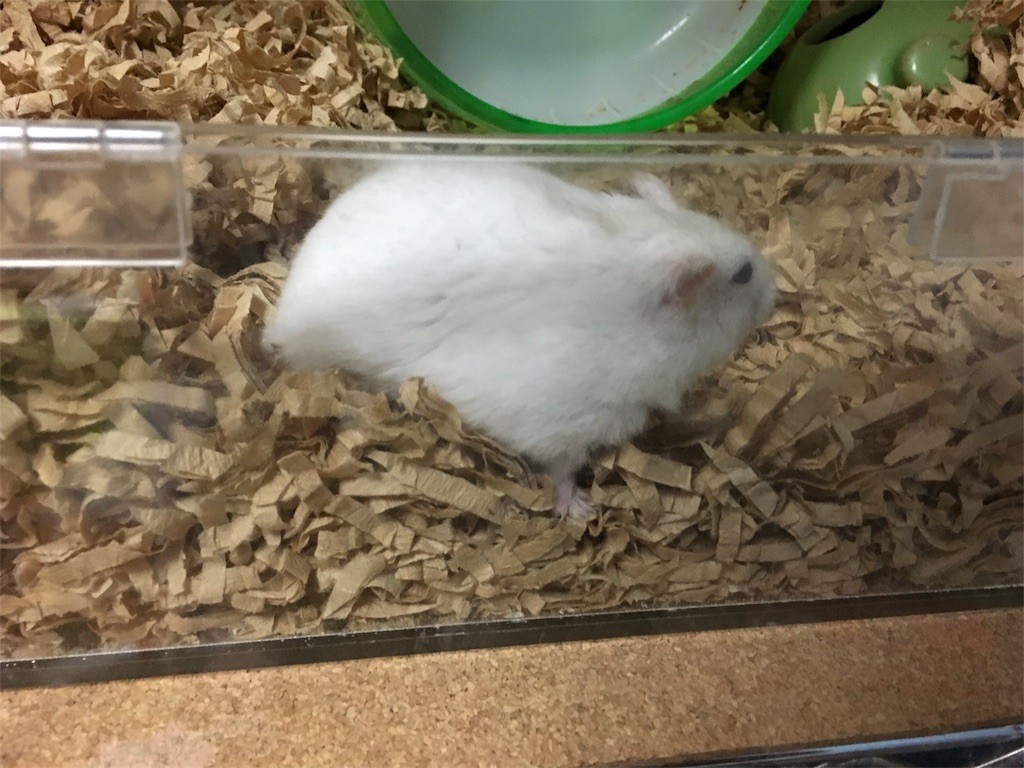 f:id:akie1000:20161113005108j:image