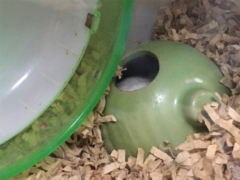 f:id:akie1000:20161113005713j:image