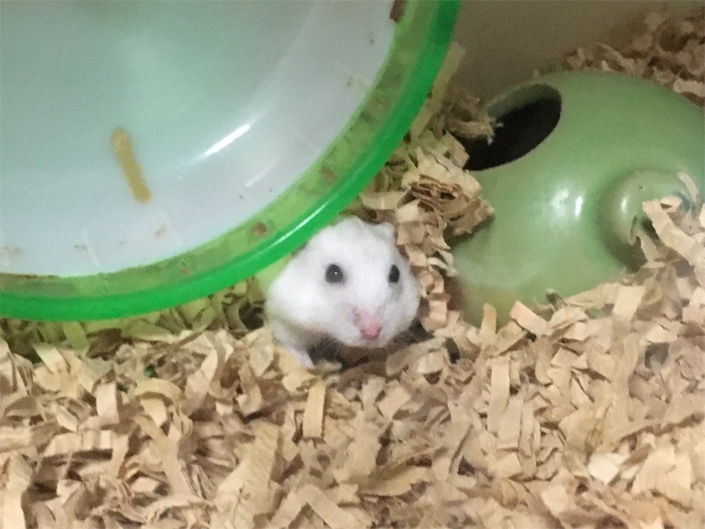 f:id:akie1000:20161113005729j:image