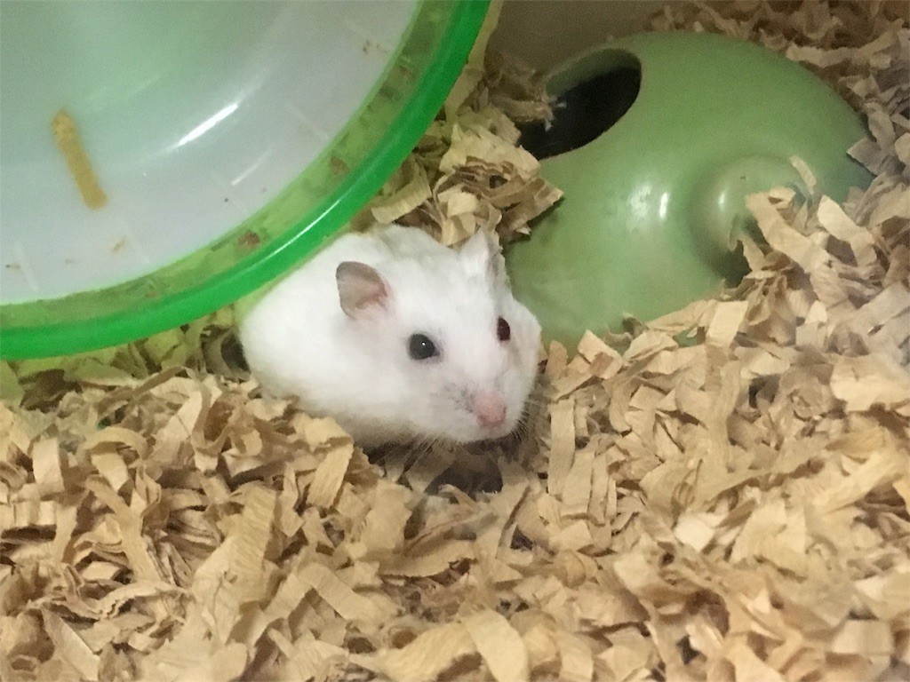 f:id:akie1000:20161113005739j:image