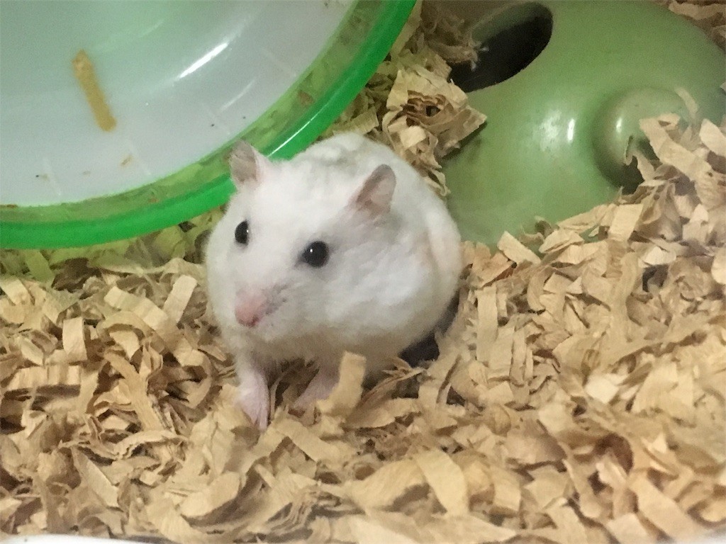 f:id:akie1000:20161113005749j:image