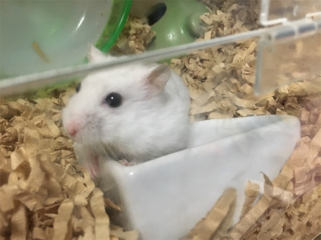 f:id:akie1000:20161113005812j:image