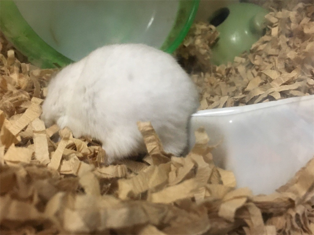 f:id:akie1000:20161113005826j:image