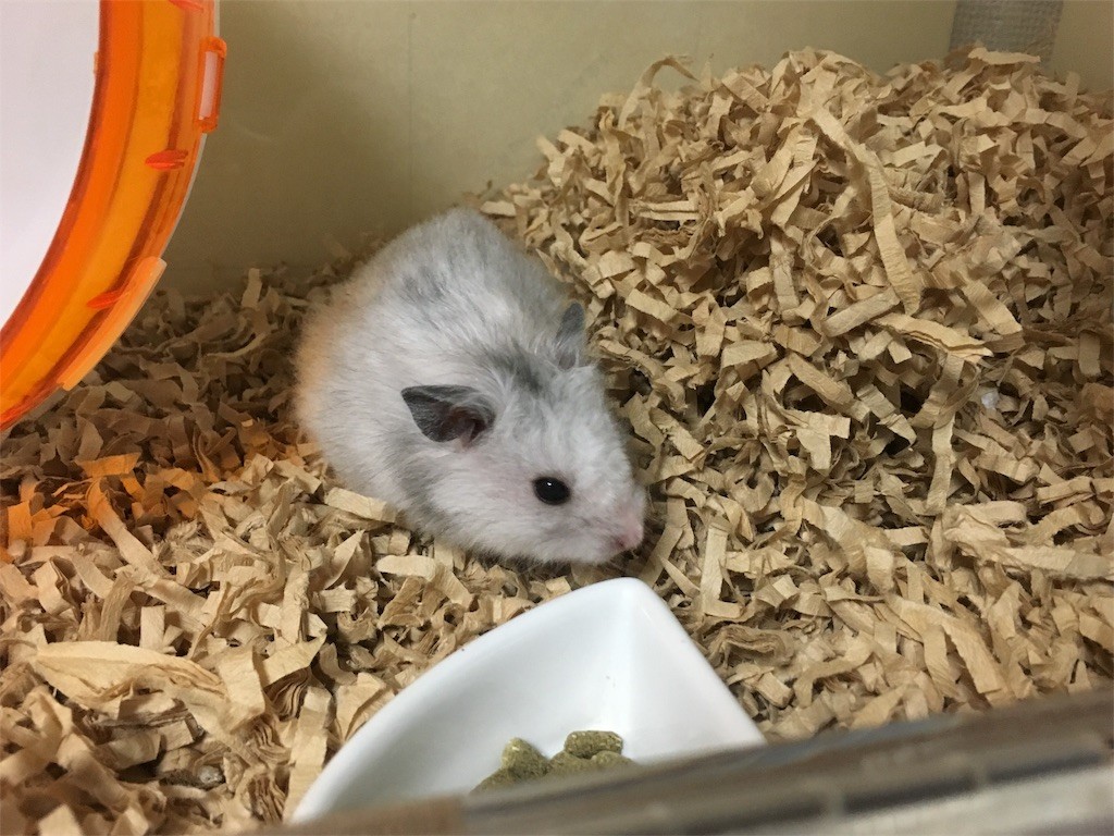 f:id:akie1000:20161114164556j:image