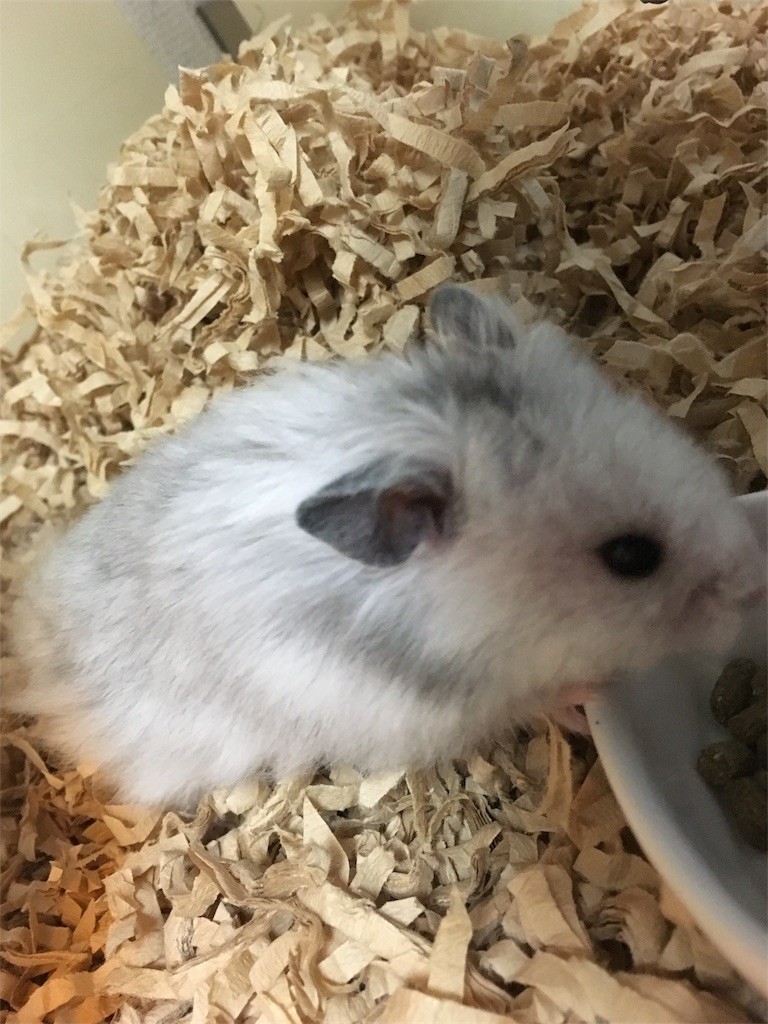 f:id:akie1000:20161114164602j:image