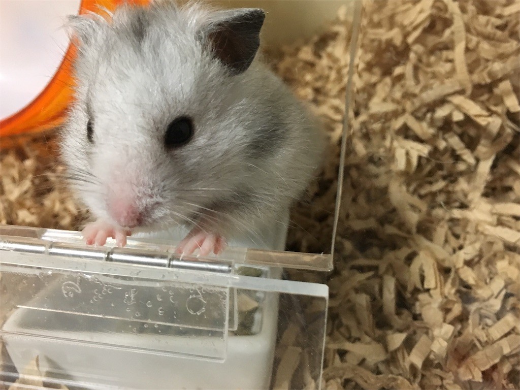 f:id:akie1000:20161114164617j:image