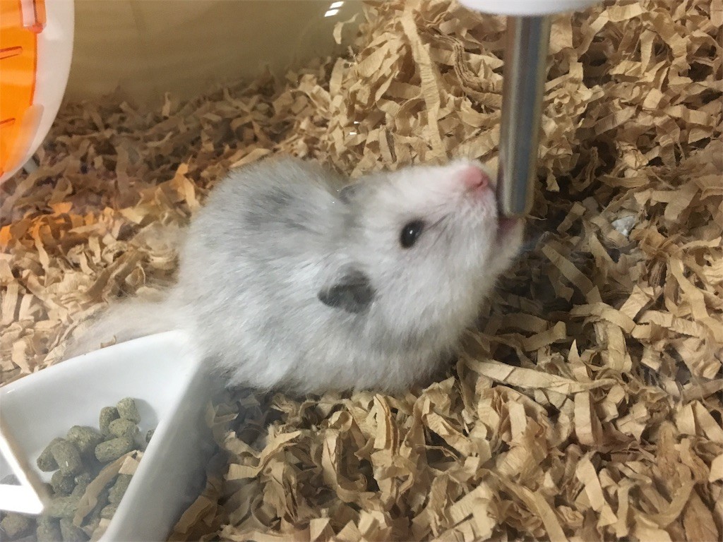 f:id:akie1000:20161114164626j:image