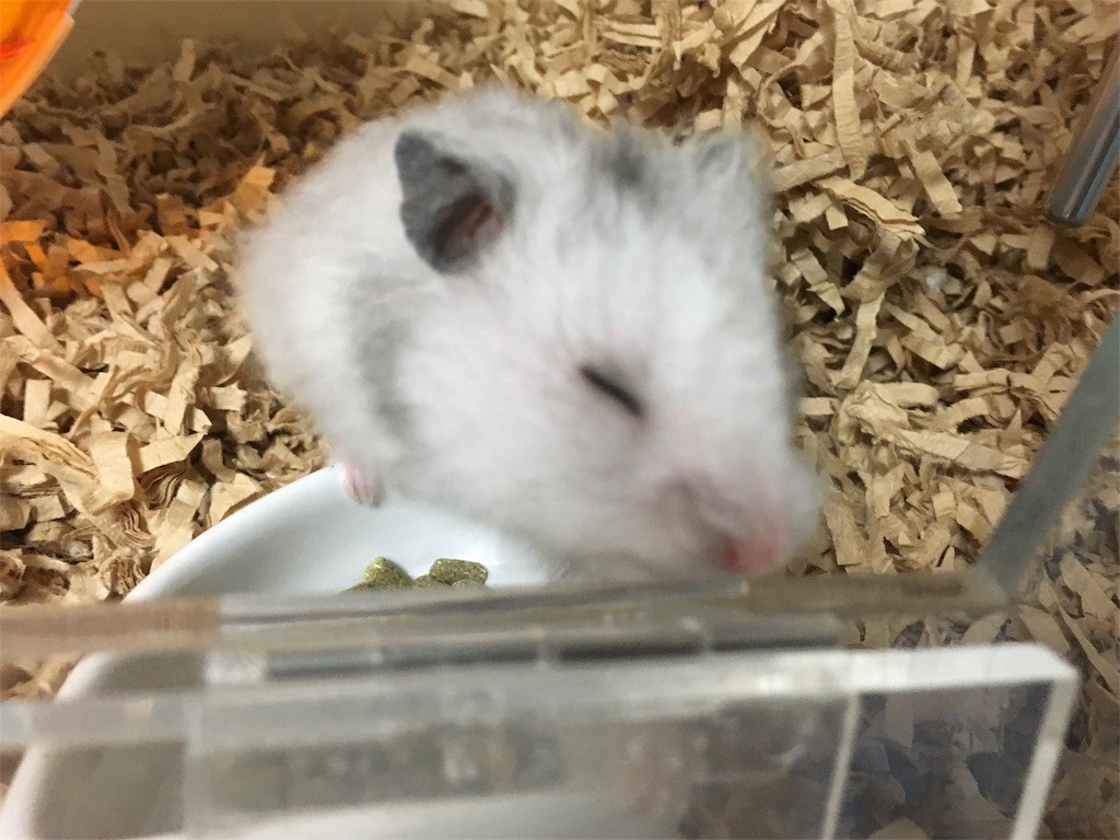 f:id:akie1000:20161114164645j:image