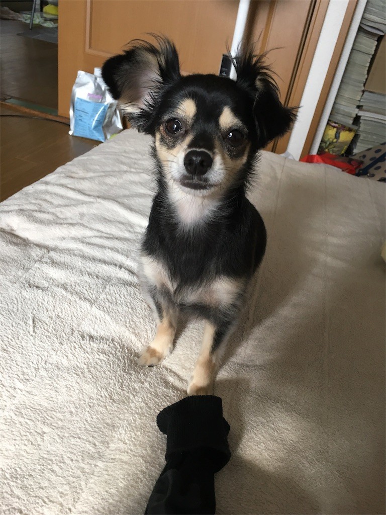 f:id:akie1000:20161116012927j:image